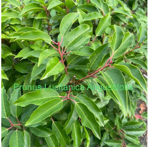 Prunus Lusitanica angustifolia 60/80cm in pot - 152 - 