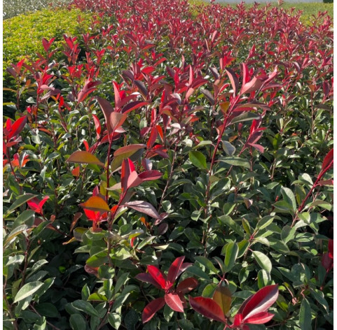 Photinia fraseri Red Robin 60/80cm in pot - 126 - 