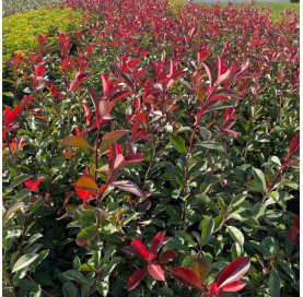 Photinia fraseri Red Robin...