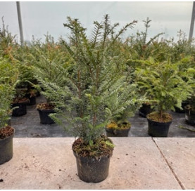 Taxus Baccata - Haagplanten - Conifeer - Promoprijzen