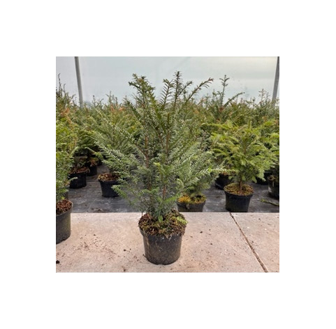 Taxus Baccata - Haagplanten - Conifeer - Promoprijzen