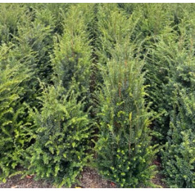 Taxus Baccata 40/50cm met...