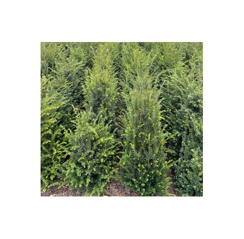 Taxus Baccata - Haagplanten - Conifeer - Promoprijzen