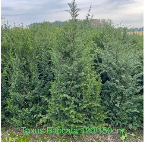 Taxus Baccata - Haagplanten - Conifeer - Promoprijzen