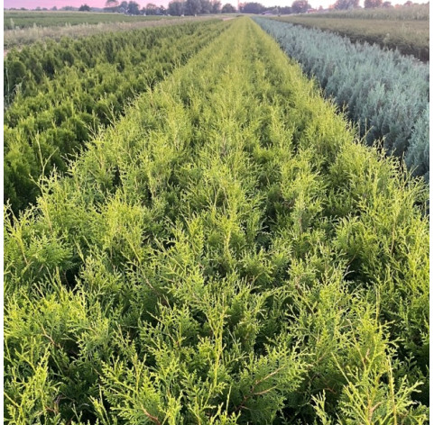 Thuja Brabant - Coniferen - Haagplanten - Promoprijzen