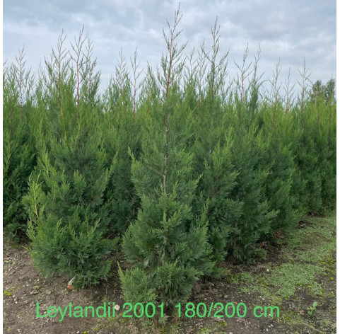 CUPRESSOCYPARIS Leylandii '2001' 80/100 met kluit - 174 - 