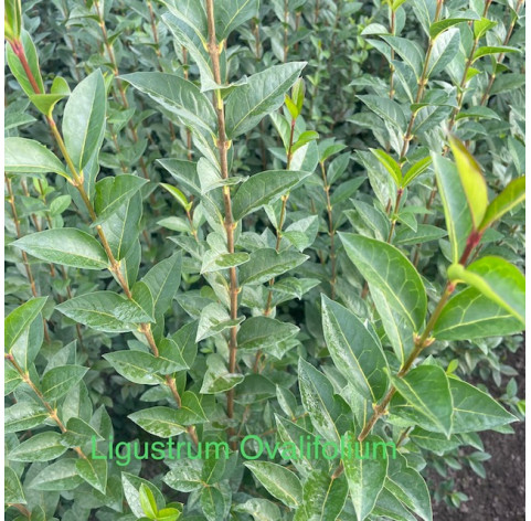 Ligustrum ovalifolium 120/150cm blote wortel - 243 - 