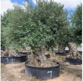 Olea Europaea  300/350 cm...