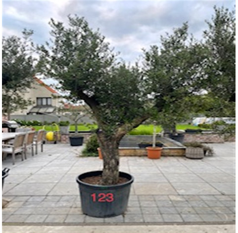 Olea Europaea  50/60 cm stamomtrek - 384 - Olijfboom stamomtrek...