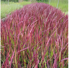 Imperata cylindrina 'red...