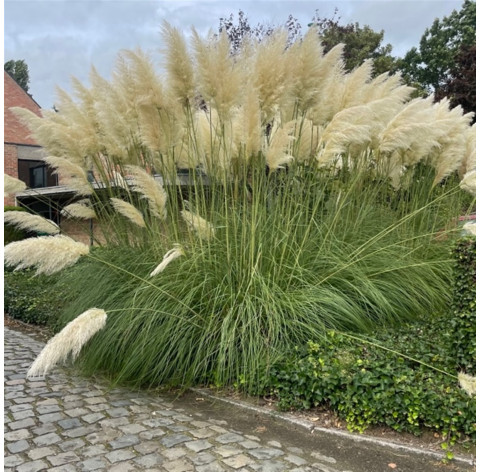 Cortaderia selloana p9 - 207 - Pampasgras