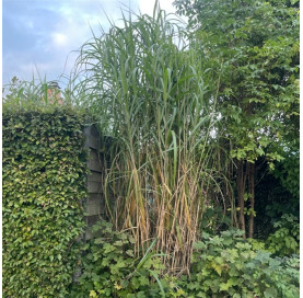 Miscanthus giganteus P9