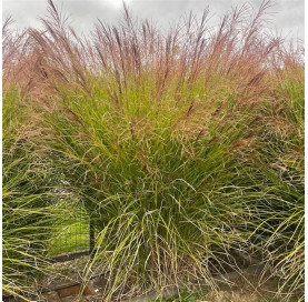 Miscanthus sinensis...