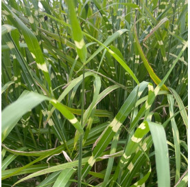 Miscanthus sinensis...