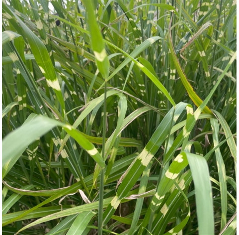 Miscanthus sinensis 'Strictus' p9 - 289 - Prachtriet
