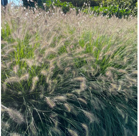 Pennisetum alopecuroides...