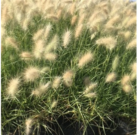 Pennisetum villosum p9