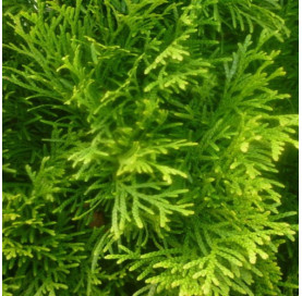 Thuja Smaragd 175/200 cm...