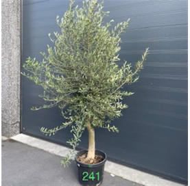 Olea Europaea 25/30 cm...