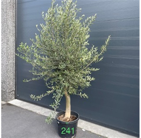 Olea Europaea 25/30 cm stamomtrek - 278 - Olijfboom excl....