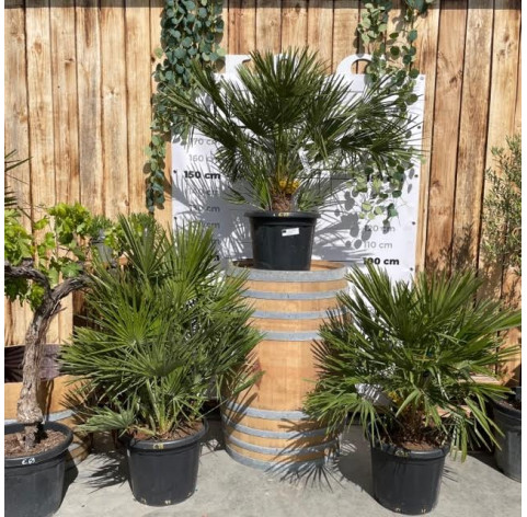 chamaerops humilis in c25 liter - 273 - dwergplant excl....