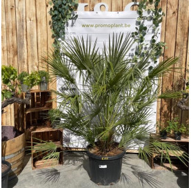 Chamaerops humilis in c45...