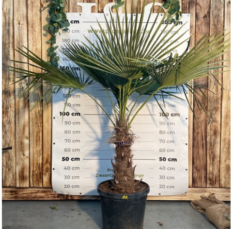 Trachycarpus Fortunei 30/35cm stamhoogte - 428 - Palmboom