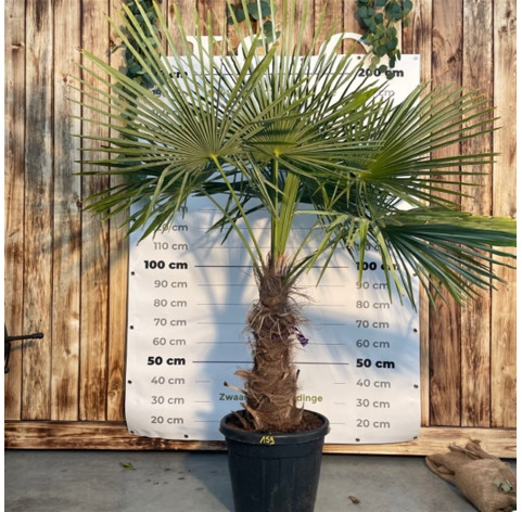 Trachycarpus Fortunei 70/80cm stamhoogte - 430 - Palmboom