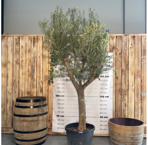 Olea Europaea  40/50 cm stamomtrek - 383 - Olijfboom stamomtrek...