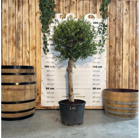 Olea Europaea  bola stamomtrek 25/30 cm - 432 - Olijfboom excl....