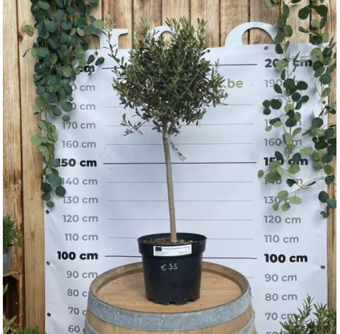 Olea Europaea 120cm totale hoogte c10 - 438 - Olijfboom 