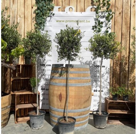 Olea Europaea 180cm totale hoogte C25 - 439 - Olijfboom 