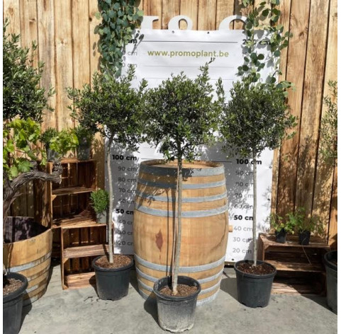 Olea Europaea 190cm totale hoogte C30 - 440 - Olijfboom 