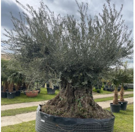 Olea Europaea  240/260cm...