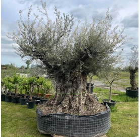 Olea Europaea  240/260cm...