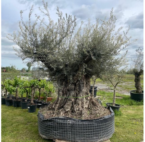 Olea Europaea  240/260cm stamomtrek - 444 - Olijfboom...