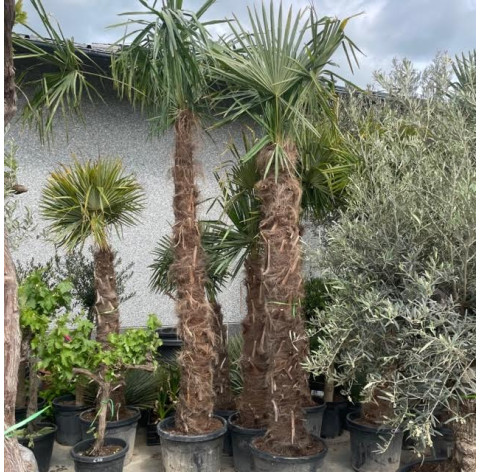 Trachycarpus Fortunei 210cm stamhoogte - 446 - Palmboom