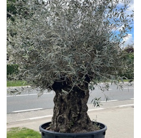 Olea Europaea  160/180 cm...