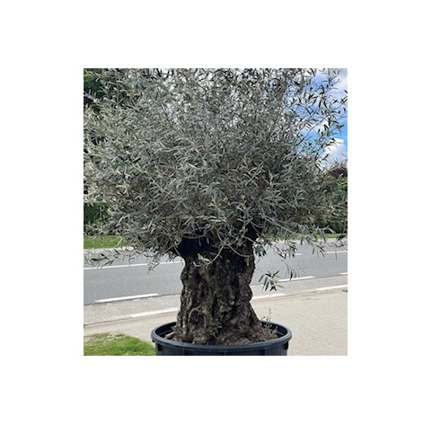 Olea Europaea  160/180 cm stamomtrek - 448 - Olijfboom...