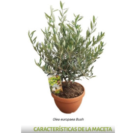 Olea Europaea 40cm totale...