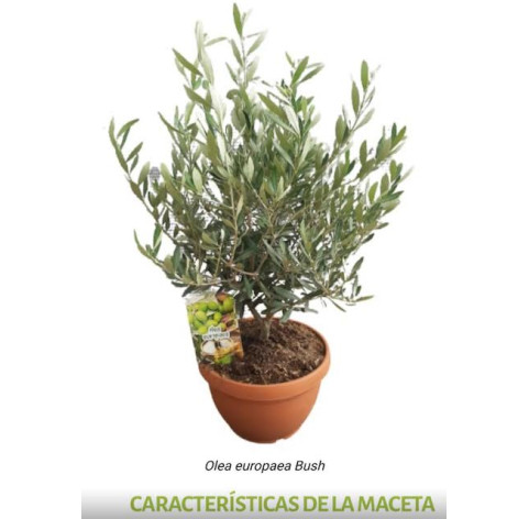 Olea Europaea 40cm totale hoogte - 277 - Olijfstruikje in...