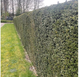 Taxus Baccata - Haagplanten - Conifeer - Promoprijzen