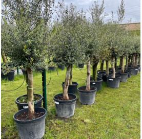 Olea Europaea 35/40 stamomtrek