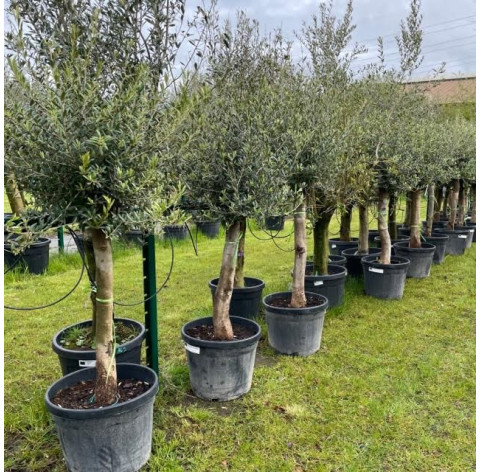 Olea Europaea 35/40 stamomtrek - 279 - Olijfboom excl. bloembak