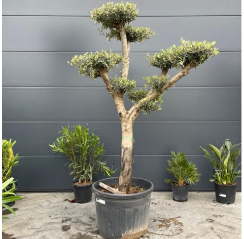 Olea Europaea  platos 30/40 cm stamomtrek - 441 - Olijfboom...