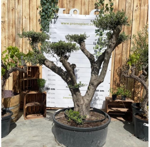 Olea Europaea  platos 50-60 cm stamomtrek - 456 - Olijfboom...