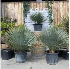 Yucca Rostrada in c40 pot