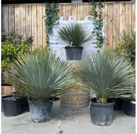 Yucca Rostrada in c40 pot - 477 - Palmlelie