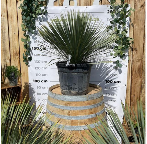 Yucca rostrada in c25 pot - 478 - Palmlelie