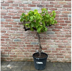 Druivelaar in c45 pot